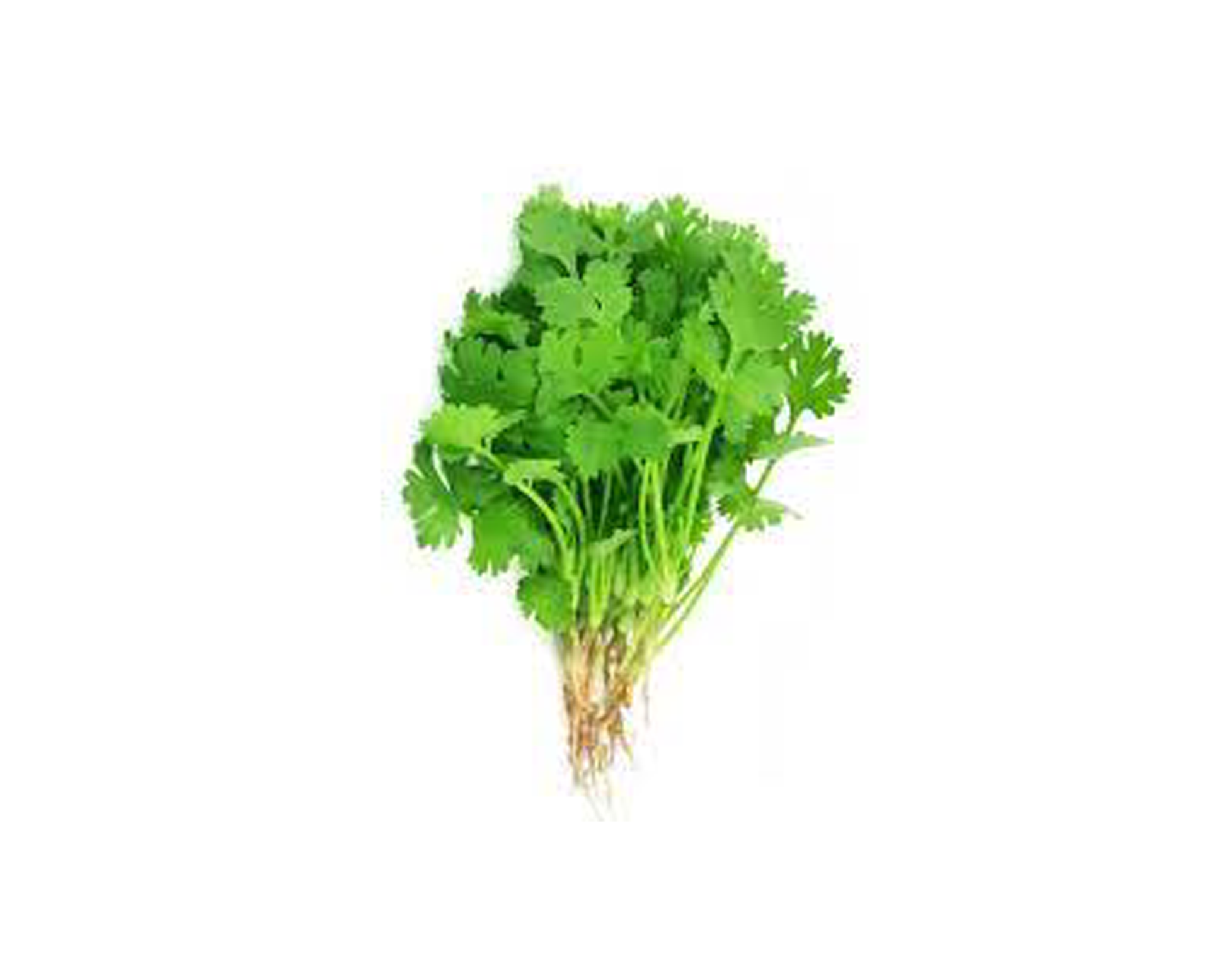 Coriander Bunch